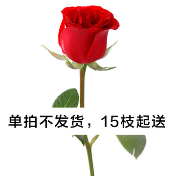 鲜花速递_单支红玫瑰